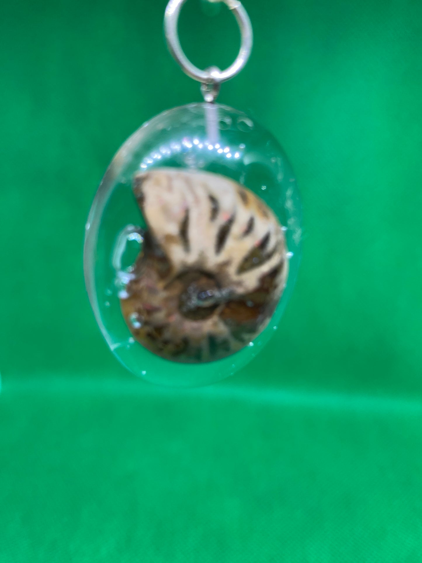 Fossil shell in resin