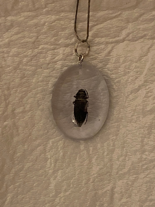 Bug in large oval