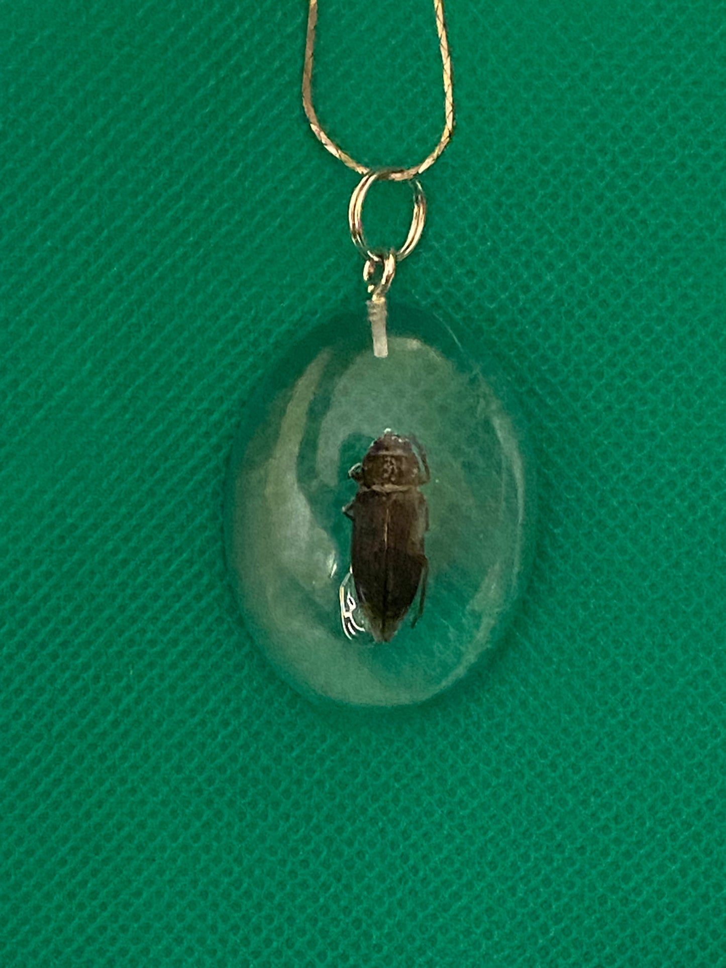 Bug in large oval