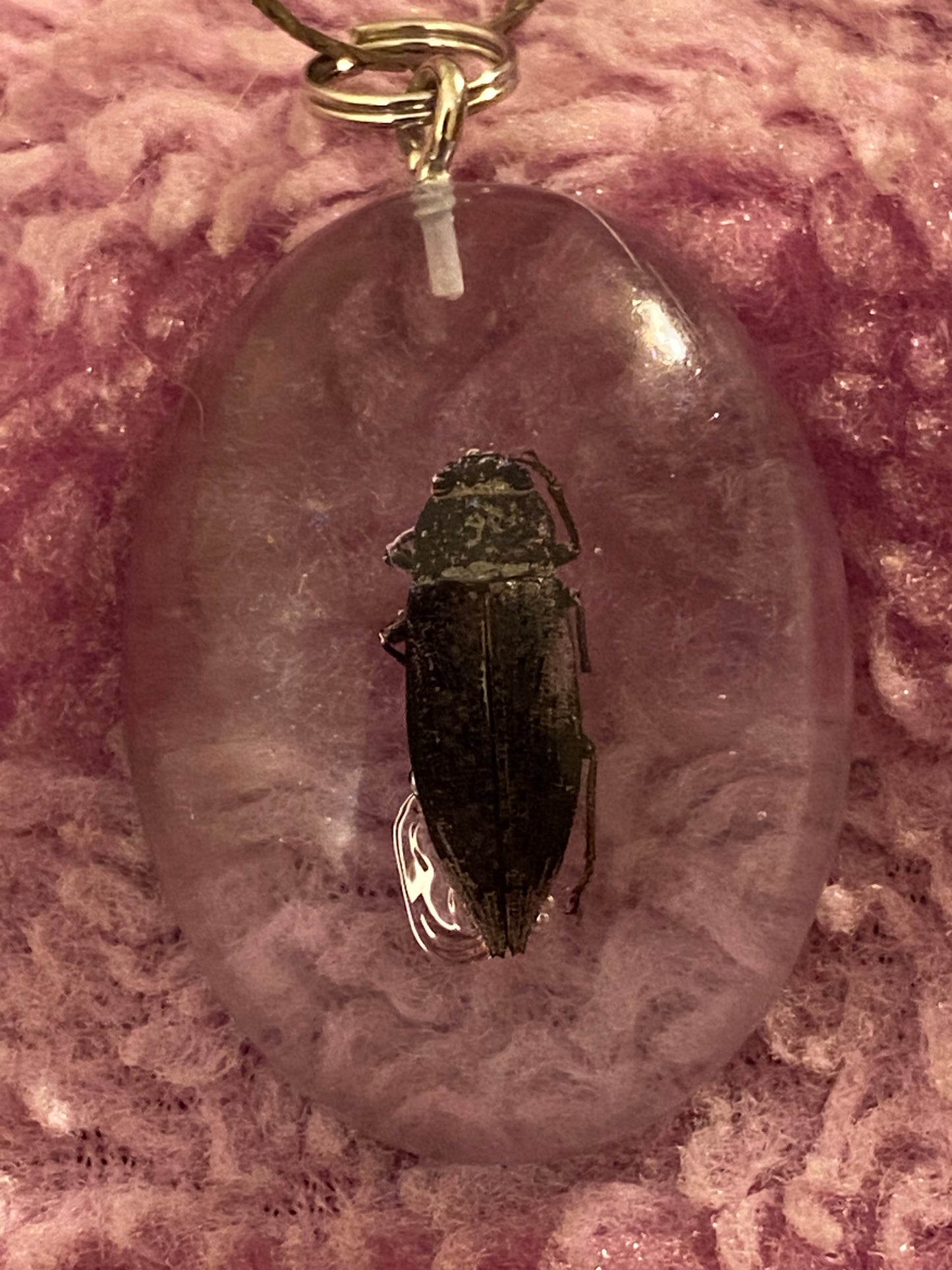 Bug in large oval
